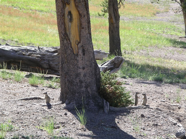 images/A-Pika in the Campingground.jpg